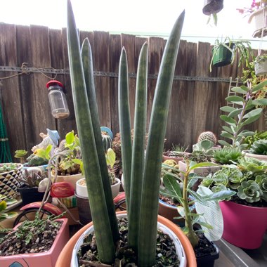 Sansevieria cylindrica