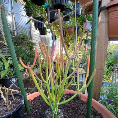 Euphorbia tirucalli 'Rosea'