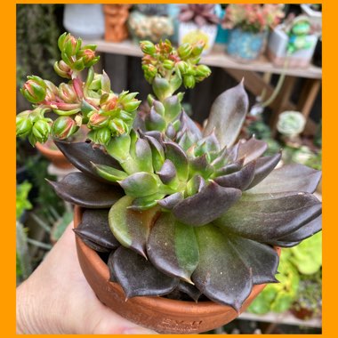 Echeveria Black Prince