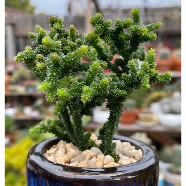 Crassula muscosa monstrosa