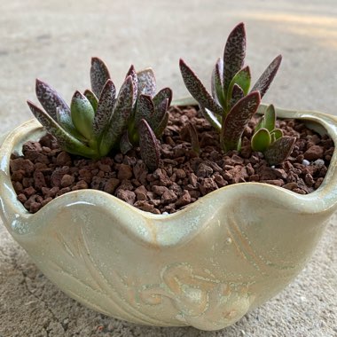 Adromischus Trigynus cv. Calico Hearts