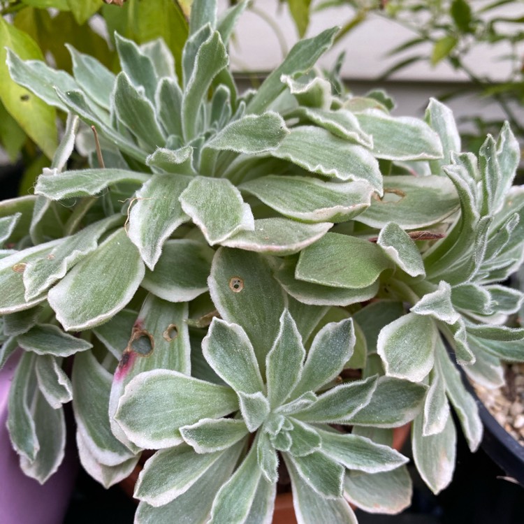 Plant image Aeonium Ballerina