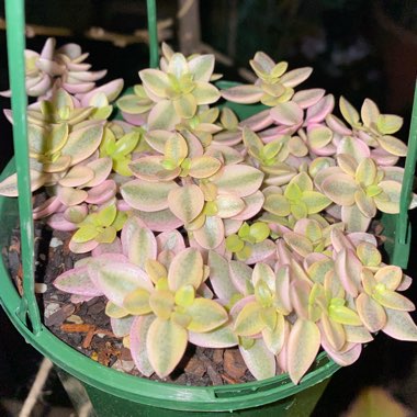 Crassula Volkensii f. Variegata