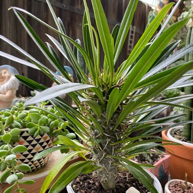 Pachypodium lamerei