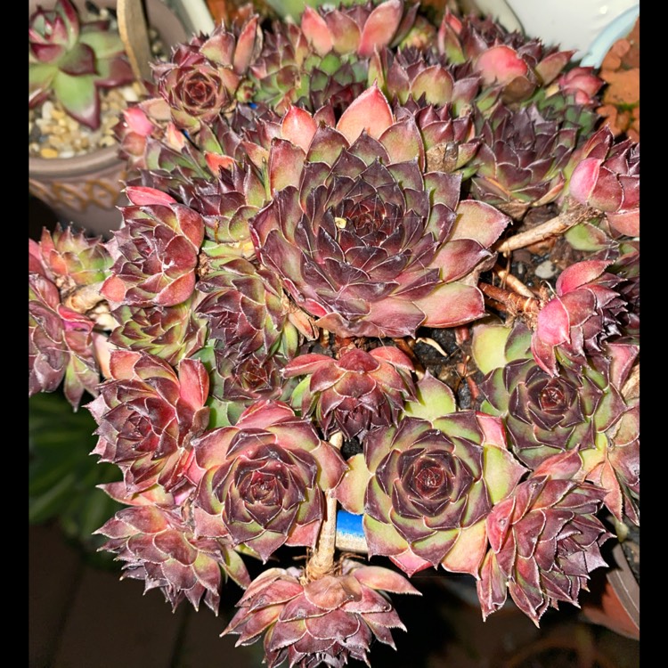 Plant image Sempervivum Lioness