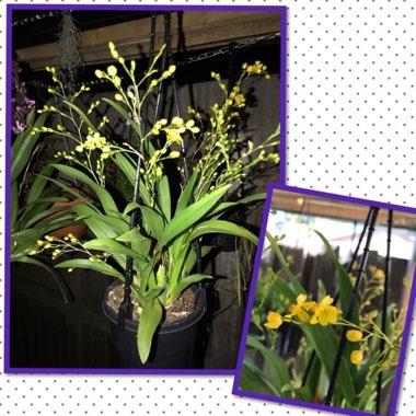 Oncidium Twinkle Fragrant Fantasy