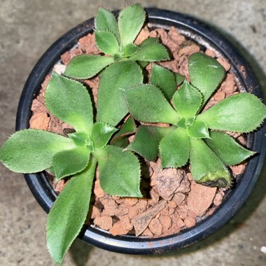 Aeonium Fairy Wings