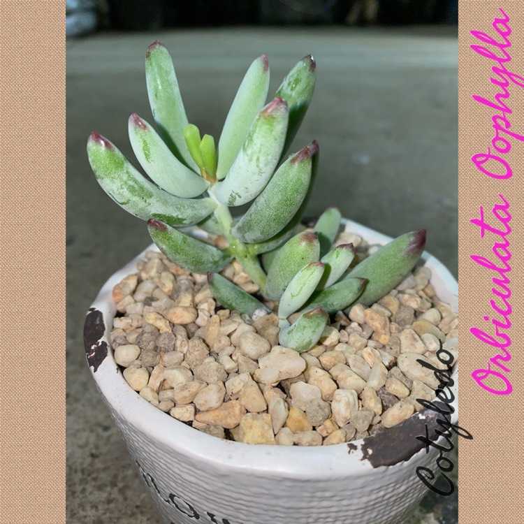 Plant image Cotyledon Orbiculata Oophylla