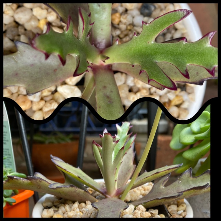 Plant image Kalanchoe Synsepala Form 1 of 3