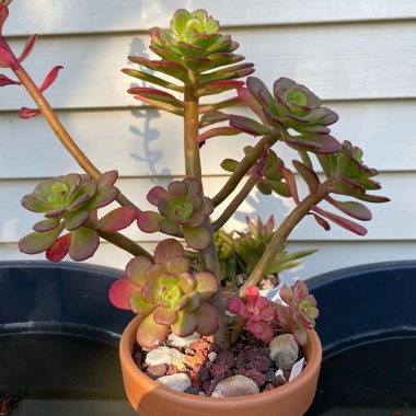 Echeveria Skinneri