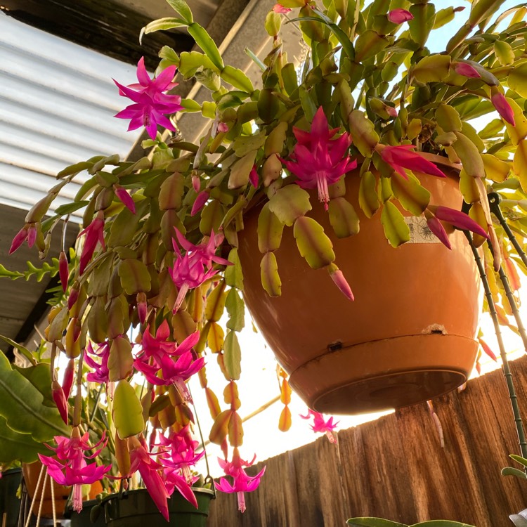 Plant image Schlumbergera Bright Pink