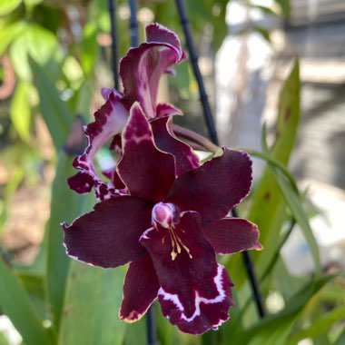 Oncidium Orchid