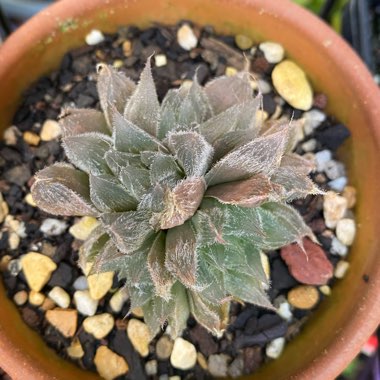 Haworthia Cooperi var. Venusta