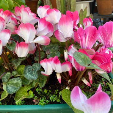 Cyclamen