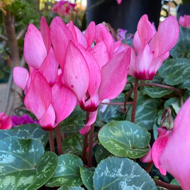 Cyclamen