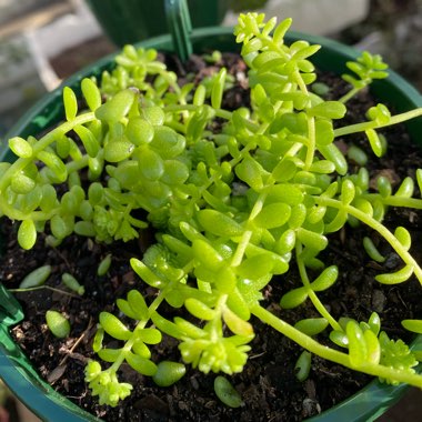 Sedum Greggii