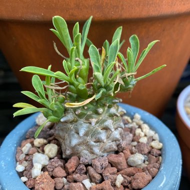 Euphorbia x japonica syn. Euphorbia cv. Cocklebur