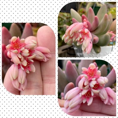 x Pachysedum 'Ganzhou'