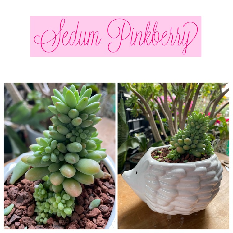 Plant image Sedum Canny Hinny