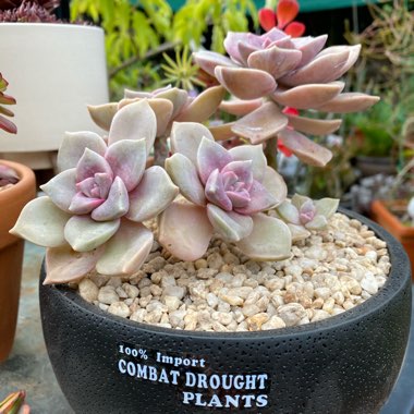 Graptopetalum Purple Delight syn. Graptopetalum Snow White