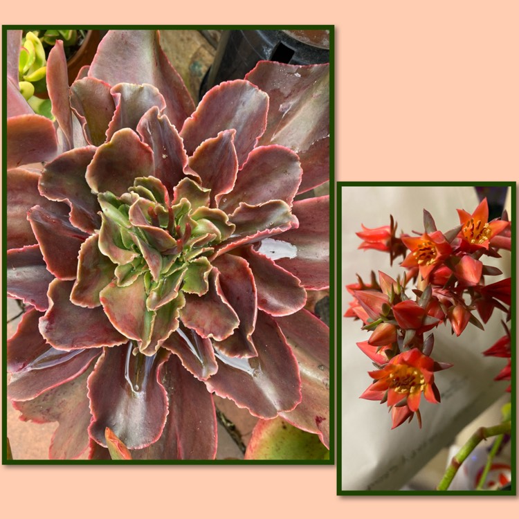 Plant image Echeveria Pappys Rose