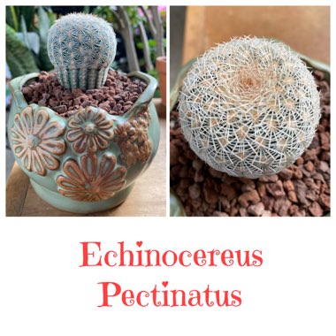 Echinocereus pectinatus rubispinus