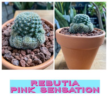 Rebutia Pink Sensation