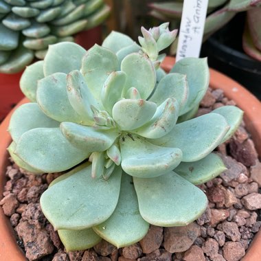 Echeveria Moonglow