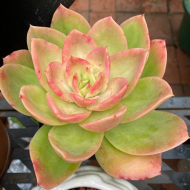 Echeveria Golden Glow