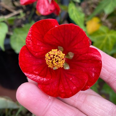 Abutilon 'Nuabred' (Lucky Lantern Series) syn. Abutilon 'Lucky Lantern Red'