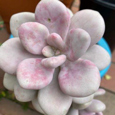 Graptopetalum Amethystinum