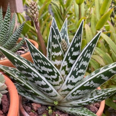 Aloe 'Partridge Breast'