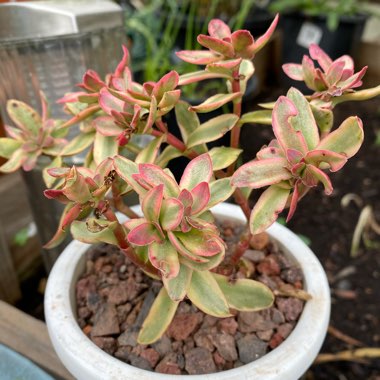 Crassula nudicaulis var platyphylla 'Burgundy'