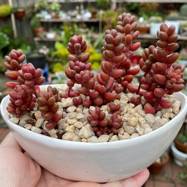 Sedum Stahlii