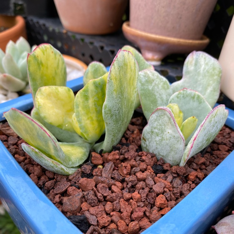 Plant image Cotyledon Orbiculata var. Orbiculata Variegata