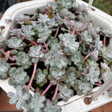 Sedum spurium 'Silver Blob'