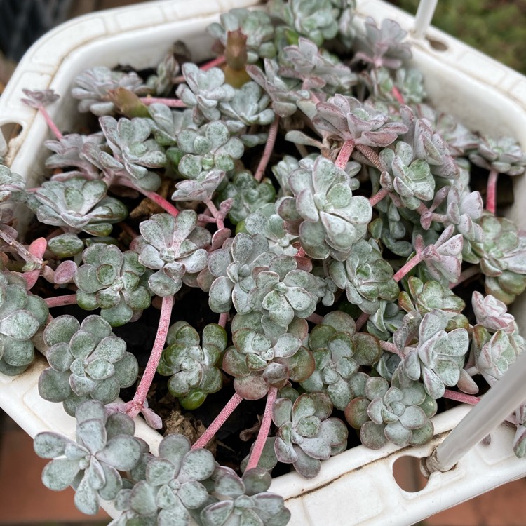 Plant image Sedum spurium 'Silver Blob'