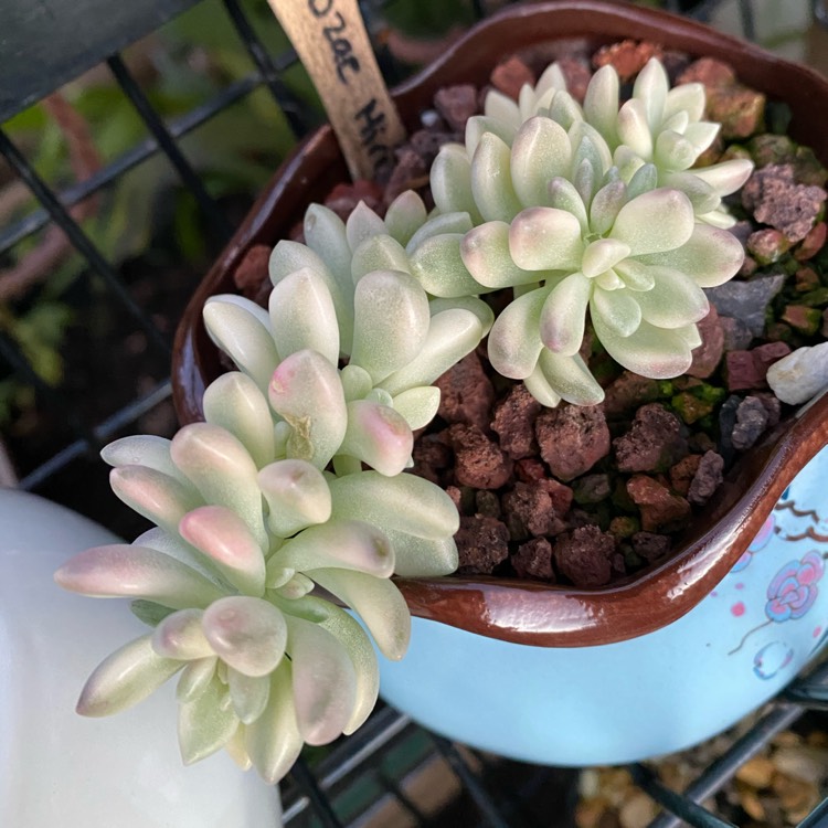 Plant image Graptopetalum Mirinae Variegata