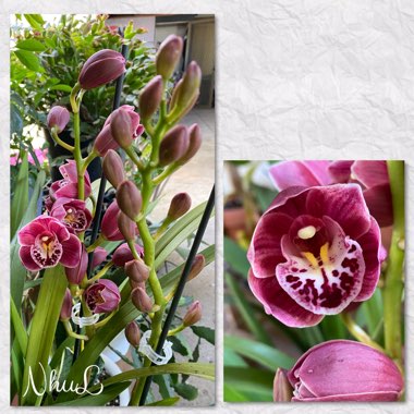 Cymbidium