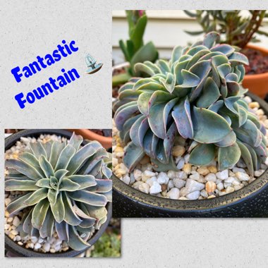 Echeveria Fantastic Fountain