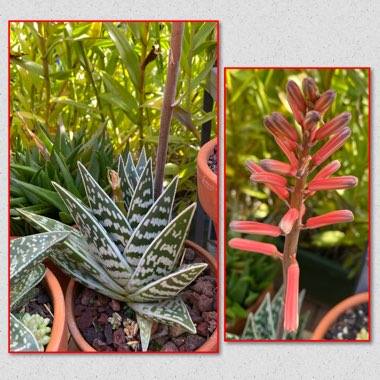 Aloe 'Partridge Breast'