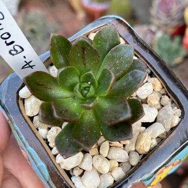 Aeonium Bronze Medal