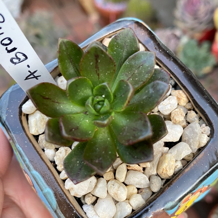 Plant image Aeonium Bronze Medal