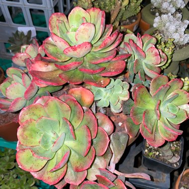 Echeveria Briar Rose