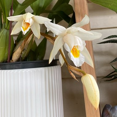 Coelogyne Unchained Melody