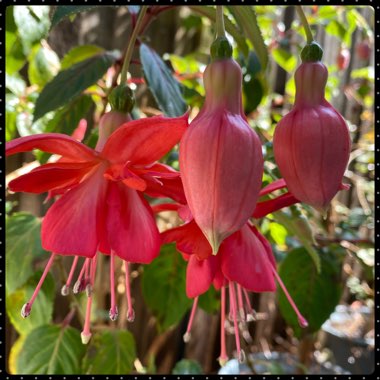 Fuchsia 'Dancing Flame'