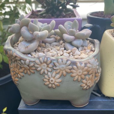 Graptopetalum Ellen