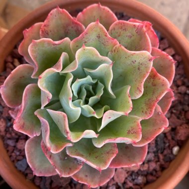 Echeveria Toffee Apple