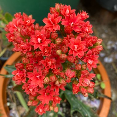 Kalanchoe katapifa 'Tarantula'