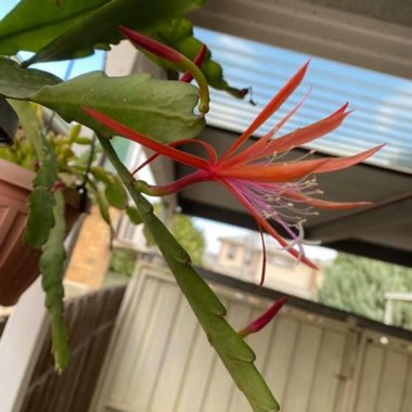 Epiphyllum 'George's Favorite'